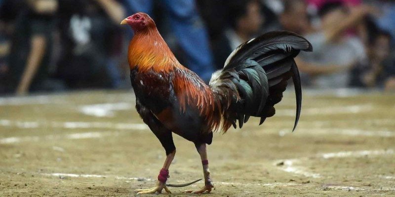 Äá Gà Campuchia - Trò ChÆ¡i Mang Lại Trải Nghiệm Äỉnh Cao
