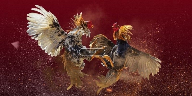 Äá Gà Trá»±c Tiếp - Khám Phá Loại Hình ChÆ¡i Äá Gà Trá»±c Tiếp Äá Gà Trá»±c Tiếp - Khám Phá Loại Hình ChÆ¡i Äá Gà Trá»±c Tiếp
