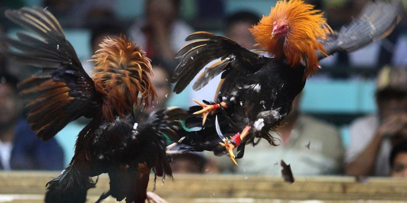 ÄÃ¡ GÃ  Philippin: Háº¥p Dáº«n, Äá»™c ÄÃ¡o VÃ  KhÃ´ng Thá»ƒ Bá» Qua