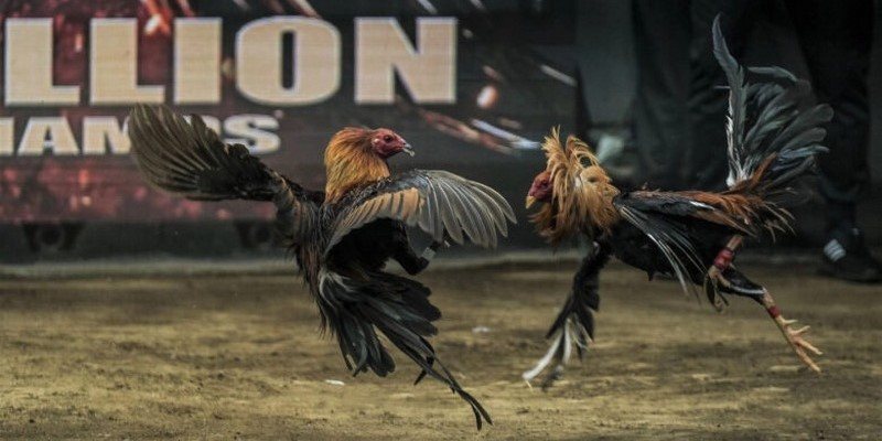 ÄÃ¡ GÃ  Thomo - HÃ¬nh Thá»©c Äáº·t CÆ°á»£c Háº¥p Dáº«n Nháº¥t 2026