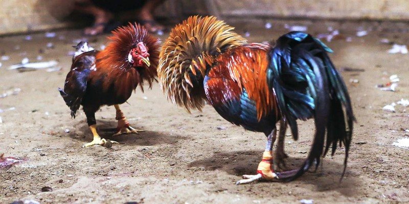 ÄÃ¡ GÃ  SV388 - SÃ¢n ChÆ¡i ÄÃ¡ GÃ  ThÃº Vá»‹ Vá»›i Tá»· Lá»‡ ThÆ°á»Ÿng Cao