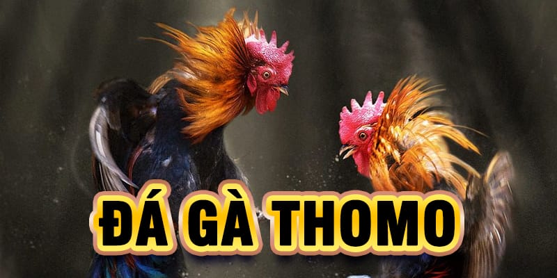 ÄÃ¡ GÃ  Thomo - HÃ¬nh Thá»©c Äáº·t CÆ°á»£c Háº¥p Dáº«n Nháº¥t 2026