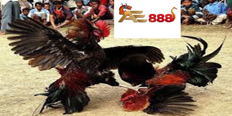 Đá gà Ae888 - Nghệ thuật và đam mê thế giới đấu trường gà Đá gà Ae888 - Nghệ thuật và đam mê thế giới đấu trường gà