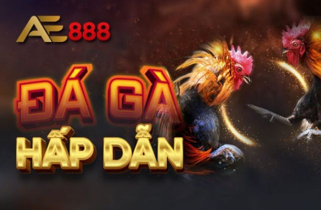 Đá gà Ae888 - Nghệ thuật và đam mê thế giới đấu trường gà