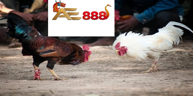 Hướng dẫn tham gia đá gà Thomo Ae888 - Bí quyết chiến thắng Hướng dẫn tham gia đá gà Thomo Ae888 - Bí quyết chiến thắng