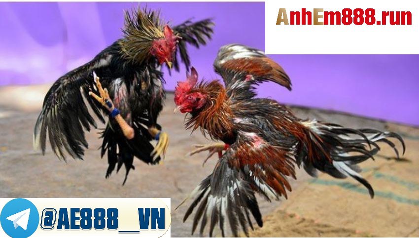 Khám Phá Thú Vị Của Trực Tiếp Đá Gà - Xem Đá gà tại Ae888