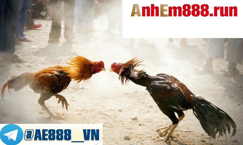 Khám Phá Thú Vị Của Trực Tiếp Đá Gà - Xem Đá gà tại Ae888