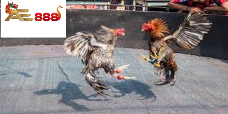 Đá gà Ae888 - Nghệ thuật và đam mê thế giới đấu trường gà Đá gà Ae888 - Nghệ thuật và đam mê thế giới đấu trường gà