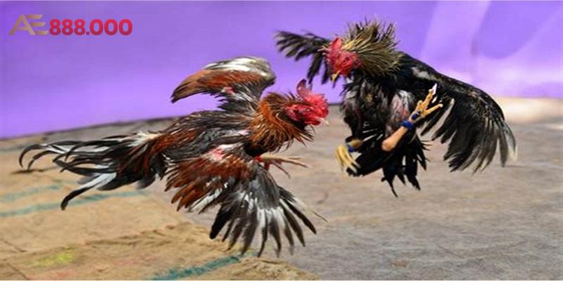Đá Gà Cựa Sắt - Trực tiếp đá gà tại Anhem888
