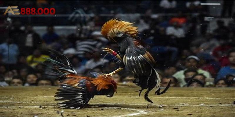 ÄÃ¡ GÃ  Philippin: Háº¥p Dáº«n, Äá»™c ÄÃ¡o VÃ  KhÃ´ng Thá»ƒ Bá» Qua