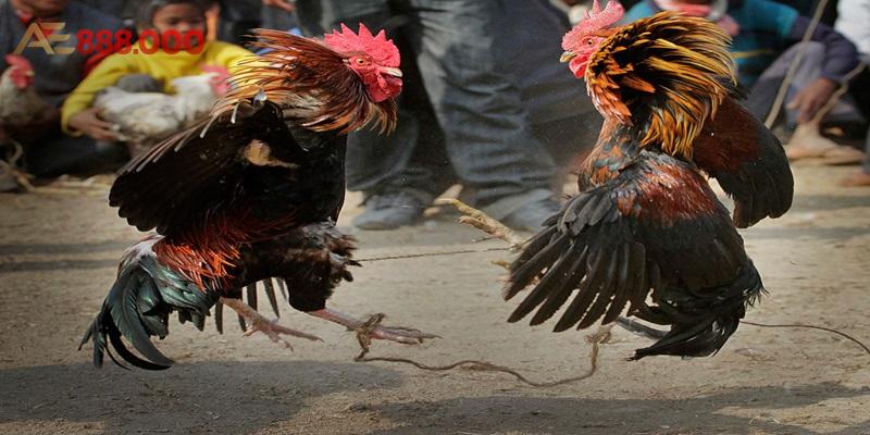 ÄÃ¡ GÃ  Philippin: Háº¥p Dáº«n, Äá»™c ÄÃ¡o VÃ  KhÃ´ng Thá»ƒ Bá» Qua