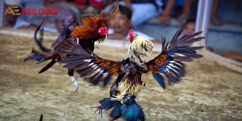 Thế gà đá đòn độc - Anhem888 chia sẻ các kiến thức bổ ích Thế gà đá đòn độc - Anhem888 chia sẻ các kiến thức bổ ích