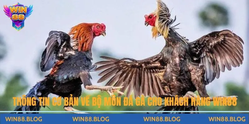 Đá Gà - Đấu Trường Chọi Kê Đỉnh Cao Hấp Dẫn Tại Nhà Cái