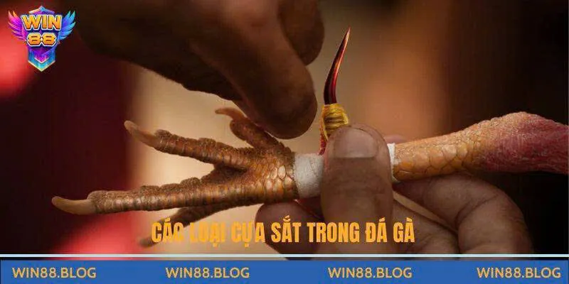 Đá Gà - Đấu Trường Chọi Kê Đỉnh Cao Hấp Dẫn Tại Nhà Cái