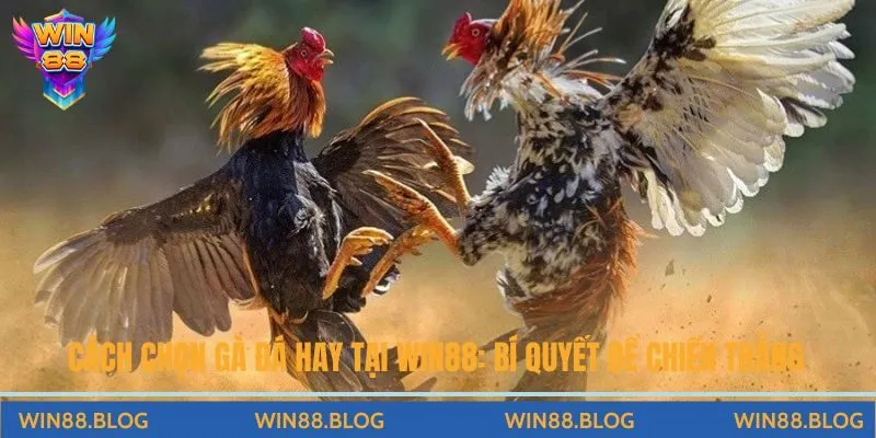 Đá Gà - Đấu Trường Chọi Kê Đỉnh Cao Hấp Dẫn Tại Nhà Cái