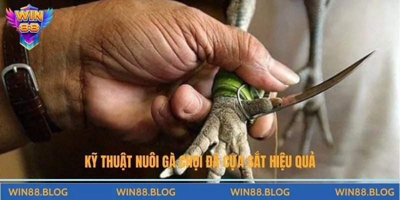 Đá Gà - Đấu Trường Chọi Kê Đỉnh Cao Hấp Dẫn Tại Nhà Cái