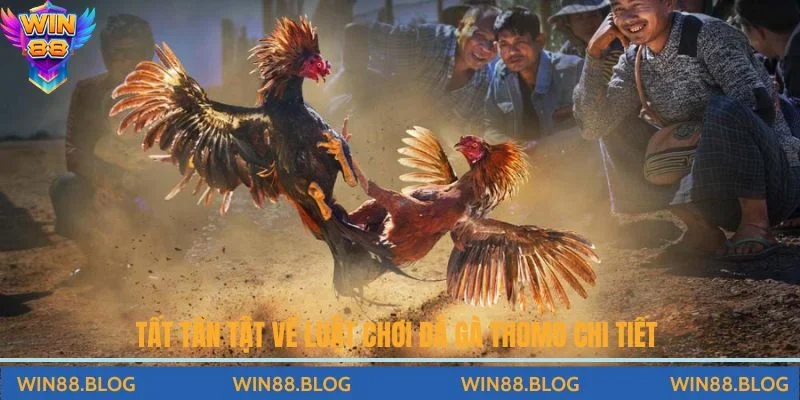 Đá Gà - Đấu Trường Chọi Kê Đỉnh Cao Hấp Dẫn Tại Nhà Cái