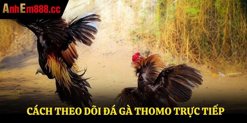 Đá Gà Thomo Trực Tiếp - Xem Live Từ Trường Gà Thomo67 Đá Gà Thomo Trực Tiếp - Xem Live Từ Trường Gà Thomo67