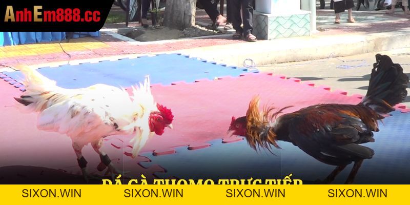 ÄÃ¡ GÃ  Philippin: Háº¥p Dáº«n, Äá»™c ÄÃ¡o VÃ  KhÃ´ng Thá»ƒ Bá» Qua