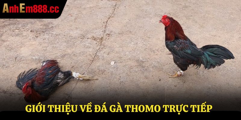 Đá Gà Thomo Trực Tiếp - Xem Live Từ Trường Gà Thomo67 Đá Gà Thomo Trực Tiếp - Xem Live Từ Trường Gà Thomo67