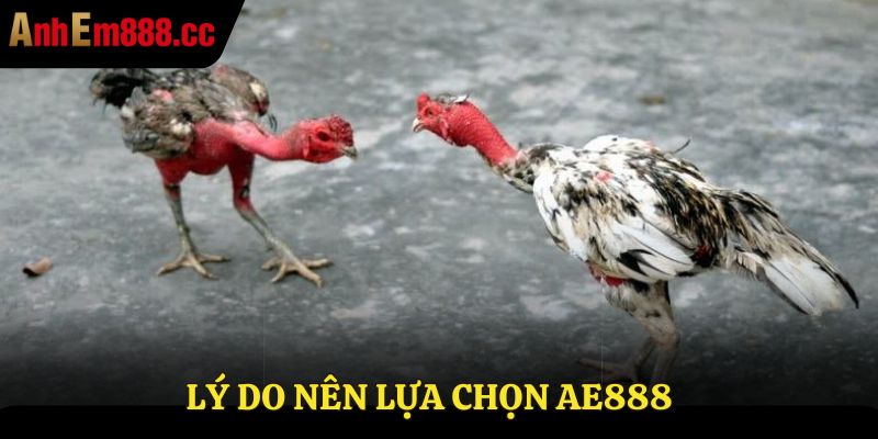 Trực Tiếp Đá Gà C3 - Link Xem Đá Gà Không Giật Lag 2026 Trực Tiếp Đá Gà C3 - Link Xem Đá Gà Không Giật Lag 2026
