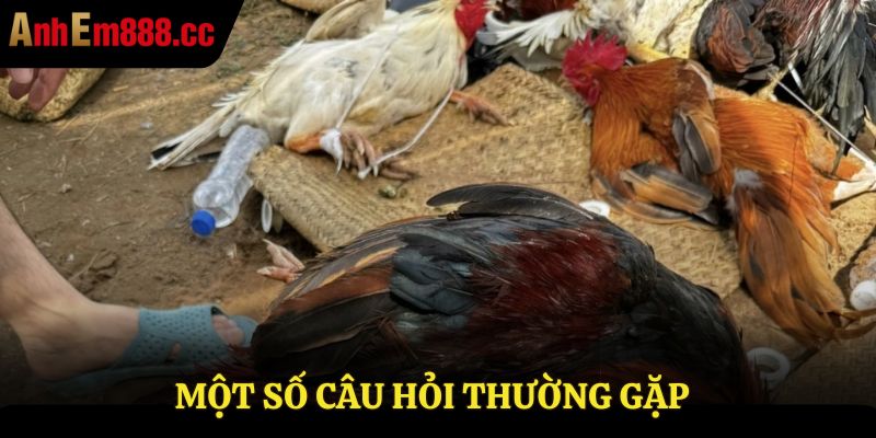 Đá Gà Thomo Trực Tiếp - Xem Live Từ Trường Gà Thomo67 Đá Gà Thomo Trực Tiếp - Xem Live Từ Trường Gà Thomo67