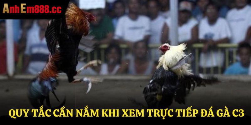 Trực Tiếp Đá Gà C3 - Link Xem Đá Gà Không Giật Lag 2026 Trực Tiếp Đá Gà C3 - Link Xem Đá Gà Không Giật Lag 2026