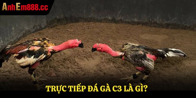 Trực Tiếp Đá Gà C3 - Link Xem Đá Gà Không Giật Lag 2026 Trực Tiếp Đá Gà C3 - Link Xem Đá Gà Không Giật Lag 2026