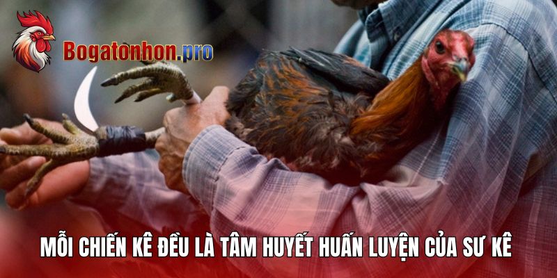 Bồ Gà Tonhon - Hưng Cần Thơ Và Hành Trình Sư Kê Huyền Thoại